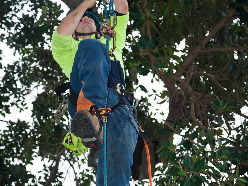 Qualified arborist working in a mature tree during an Enviro Trees UK survey in Midlothian