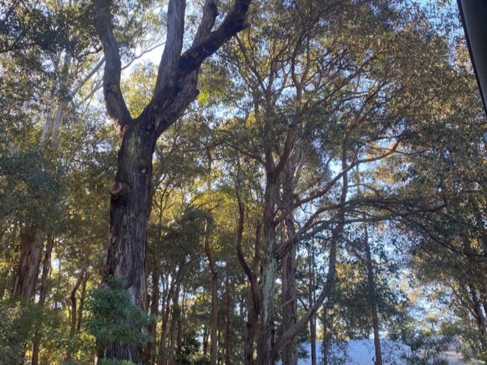 Mature trees in Midlothian parkland with a property visible in the background